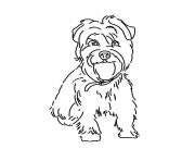Coloriage chien yorkshire