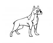 Coloriage chien boxer