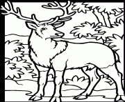 Coloriage dessin animaux cerf dans un bois