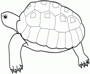 Coloriage dessin animaux tortue
