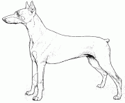 Coloriage dessin chien doberman
