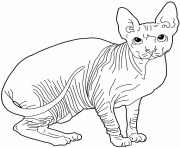 Coloriage chat Sphynx