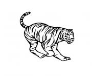 Coloriage tigre de siberie