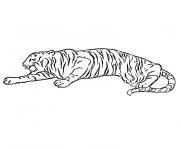 Coloriage tigre cirque
