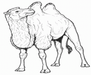 Coloriage dessin de chameau