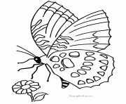 Coloriage papillon 150