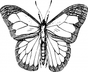 Coloriage papillon 62