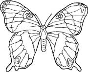 Coloriage papillon 41