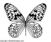 Coloriage papillon 5