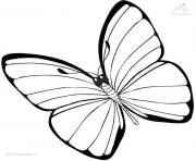 Coloriage papillon 37
