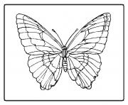 Coloriage papillon 12