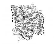 Coloriage papillon isabelle
