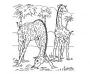 Coloriage palmier avec deux girafes