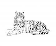 Coloriage tigre mammifere carnivore realiste
