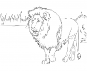 Coloriage gorgeous african lion