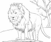 Coloriage male african lion