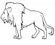 Coloriage lion masculin male
