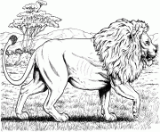 Coloriage lion dafrique marche