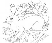 Coloriage lapin dans la nature pres de la vegetation