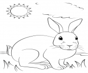 Coloriage un lapin realiste profite du soleil