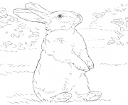 Coloriage animaux lapin realiste