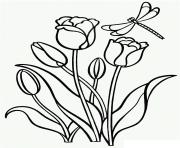 Coloriage tulipe fleur clusiana