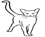Coloriage abyssinian est un chat originaire d Asie aussi appele bunny cat abyavec des yeux de couleur vert ou Or