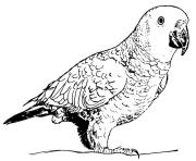 Coloriage perroquet gros oiseau qui se nourrissent de fruits et de graines