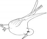 Coloriage sterne arctique oiseau