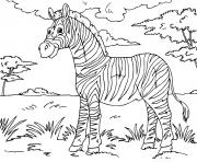 Coloriage zebre un mammifere herbivore ressemblant au cheval