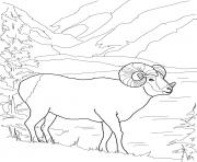 Coloriage argali mouflon mouton de montagne