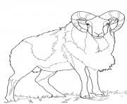 Coloriage mouton mouflon