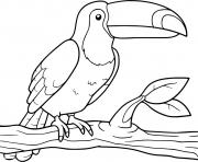 Coloriage toucan amerique du sud oiseau
