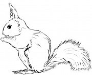 Coloriage ecureuil realiste petit animal