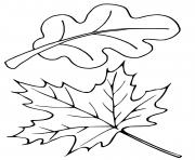 Coloriage feuilles arbre erable chene