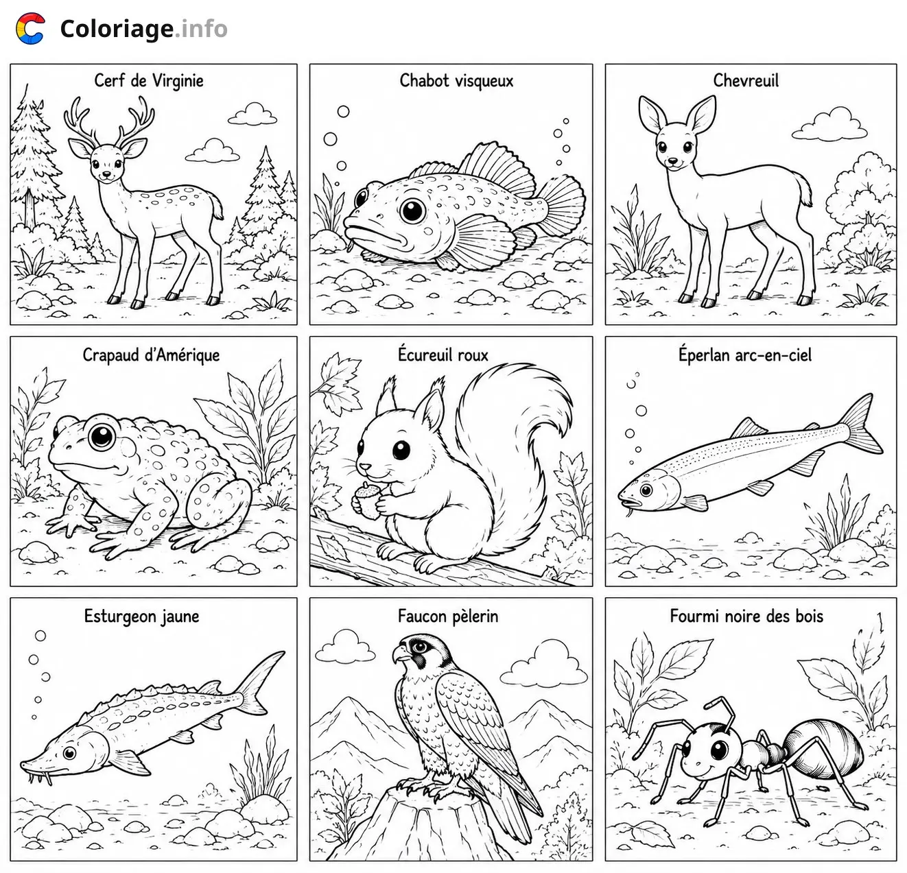 Coloriage Animaux sauvages de France à colorier - Animaux à imprimer