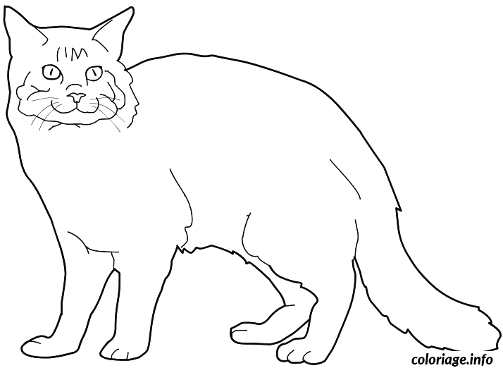 Coloriage Chat
