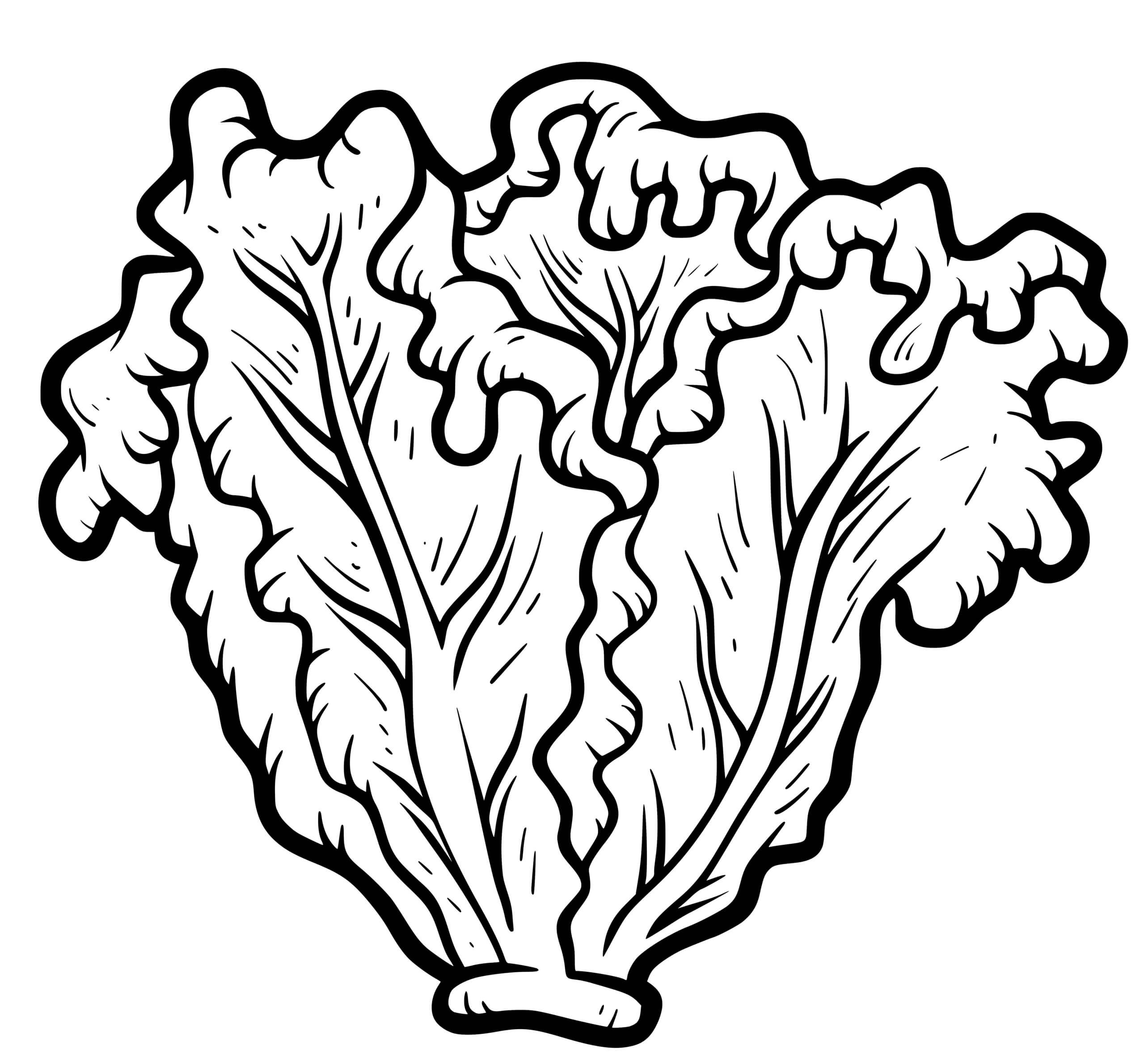 Coloriage Salade