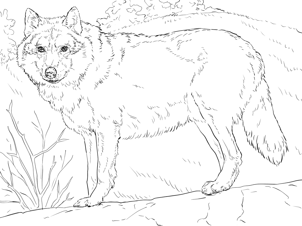 Coloriage Loup gris réaliste détaillé à imprimer