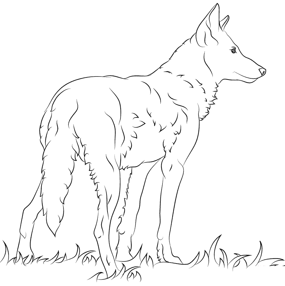 Coloriage Loup