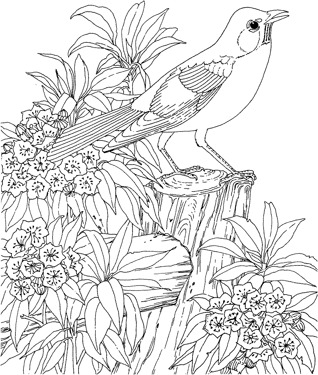 Coloriage Nature