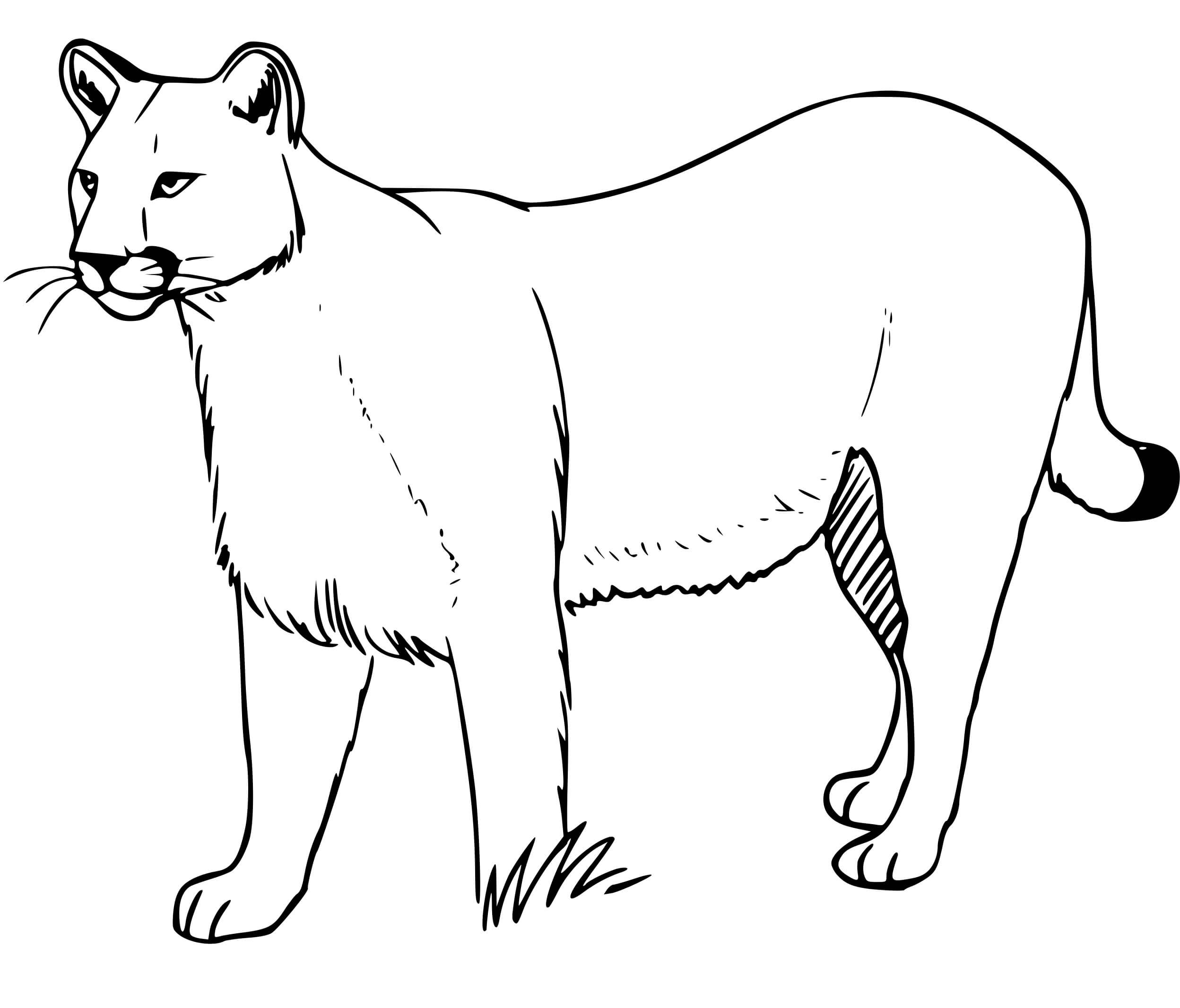 Coloriage Puma