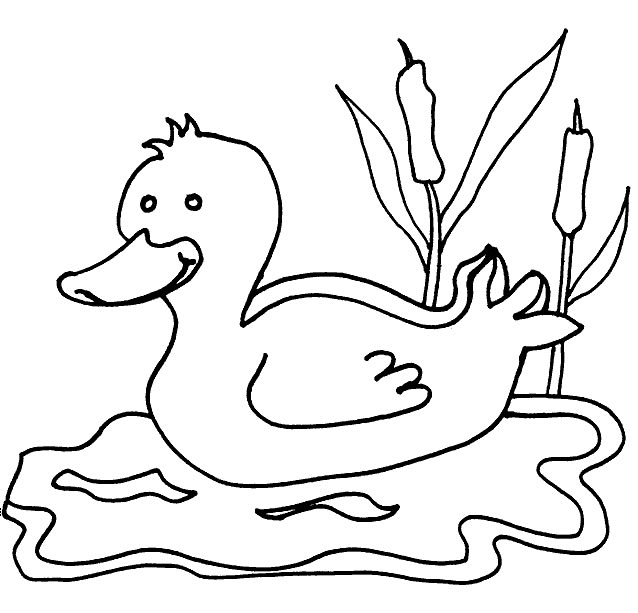 Coloriage Un Canard Sur L'Eau - Animaux à imprimer