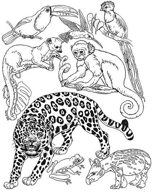 Coloriage Un Guépard Avec Les Animaux De La Jungle - Animaux à imprimer