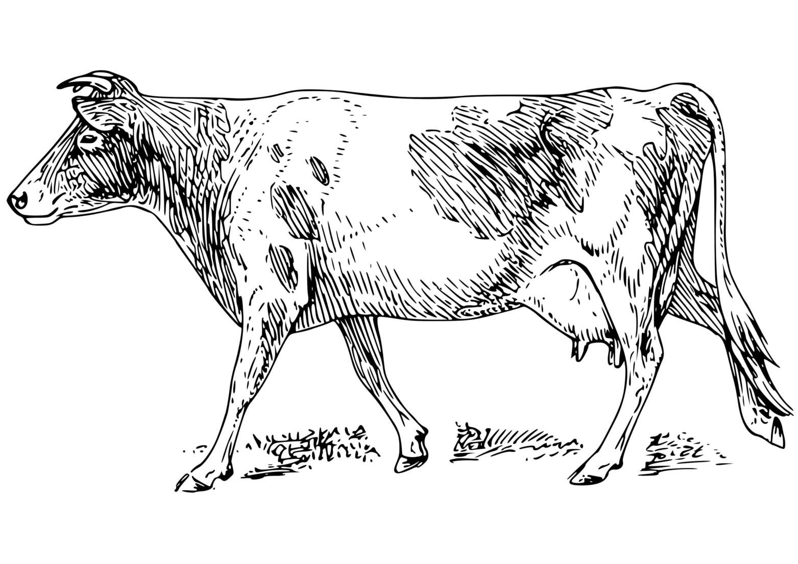 Coloriage Vache