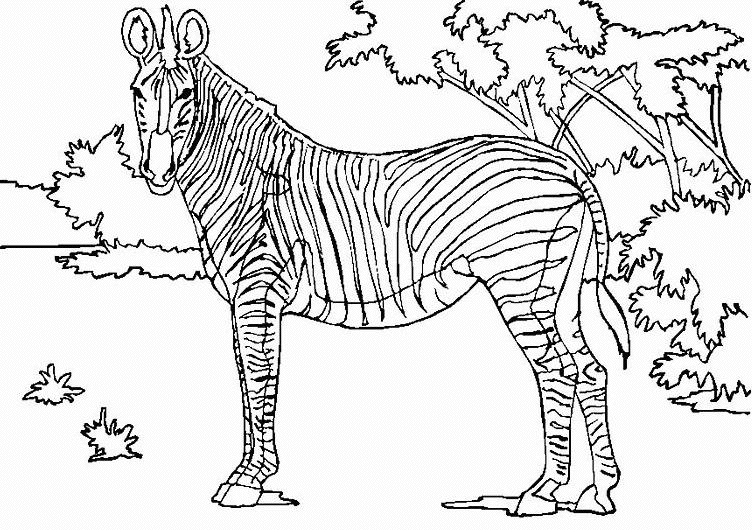 Coloriage Zèbre En Savane - Animaux à imprimer