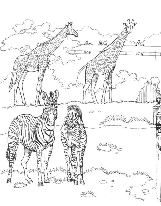 Coloriage Zèbres Et Girafes - Animaux à imprimer