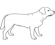 Coloriage chien labrador