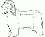 Coloriage dessin chien afghan hound