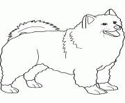 Coloriage dessin chien samoyed
